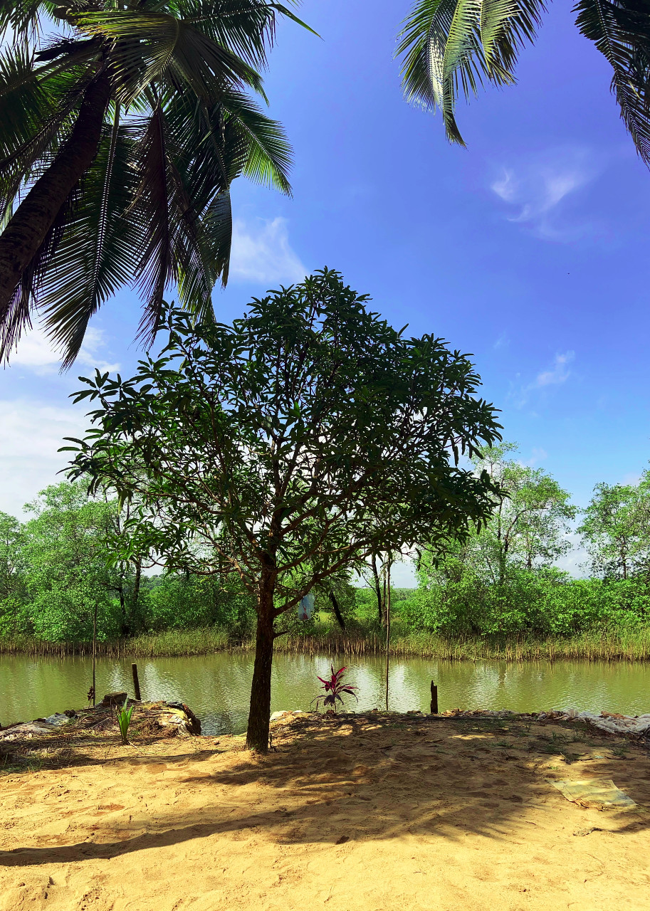 Family activities coconut farm island Honnavar